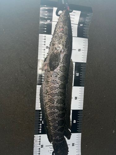 ライギョの釣果
