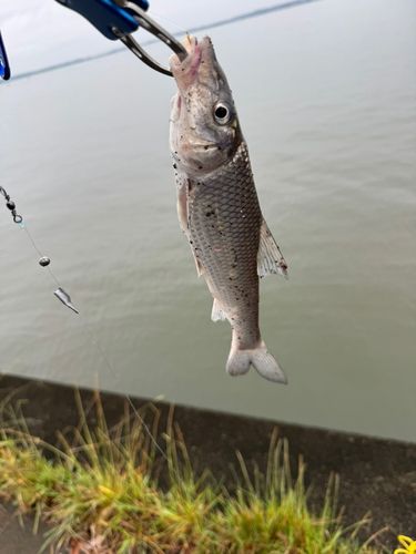 ニゴイの釣果