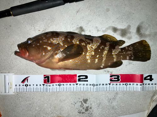 アコウの釣果