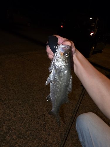 セイゴ（マルスズキ）の釣果