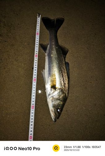 シーバスの釣果