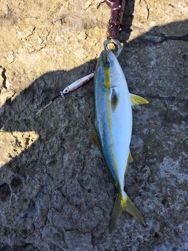 ツバスの釣果