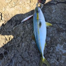 ツバス