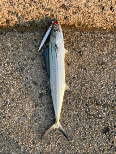 サゴシの釣果
