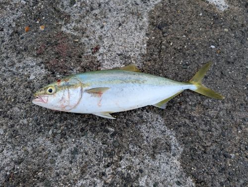 ツバスの釣果