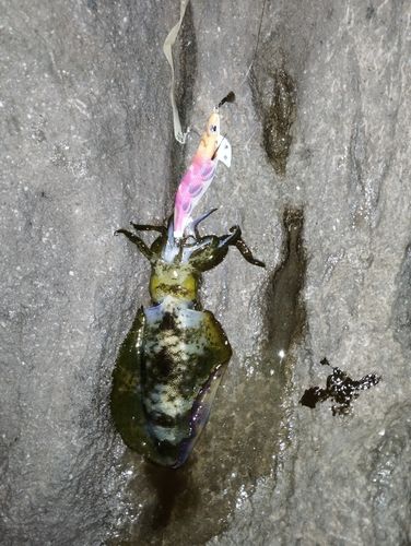 アオリイカの釣果