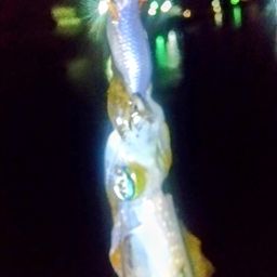アオリイカ