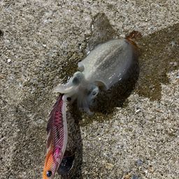 コウイカ