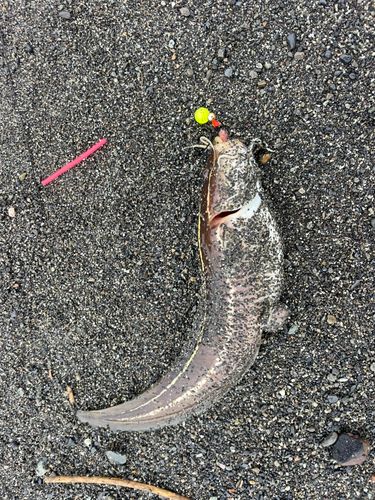 ゴンズイの釣果