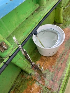 タチウオの釣果