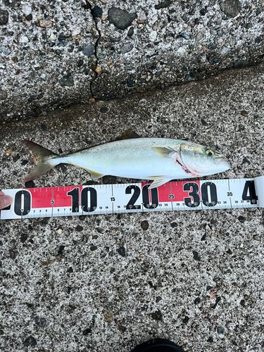 ツバイソの釣果
