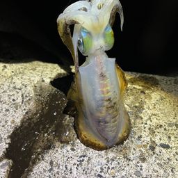 アオリイカ