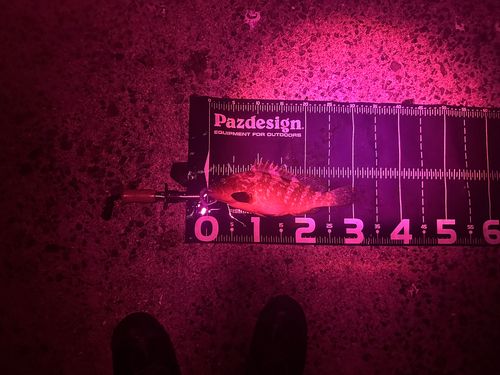 アコウの釣果