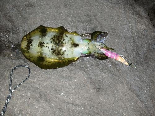 アオリイカの釣果
