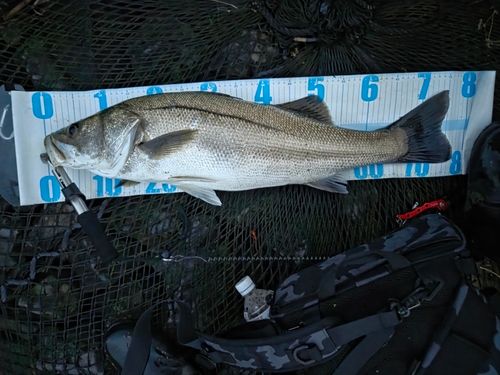 スズキの釣果
