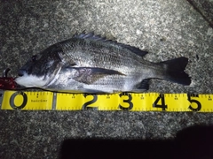 クロダイの釣果