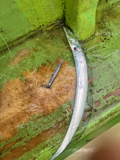 タチウオの釣果