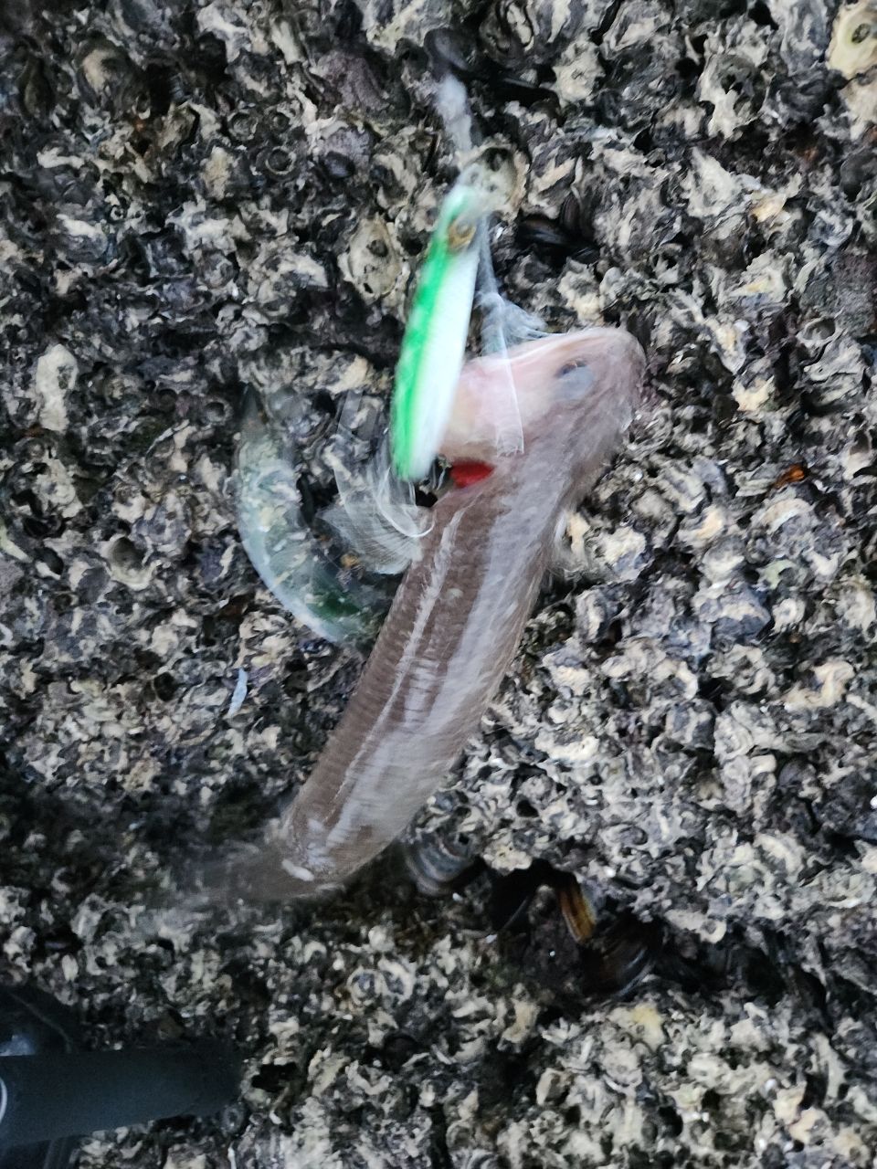 エソ