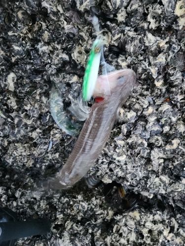 エソの釣果