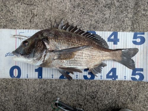 チヌの釣果