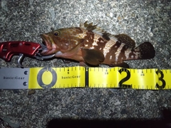 キジハタの釣果