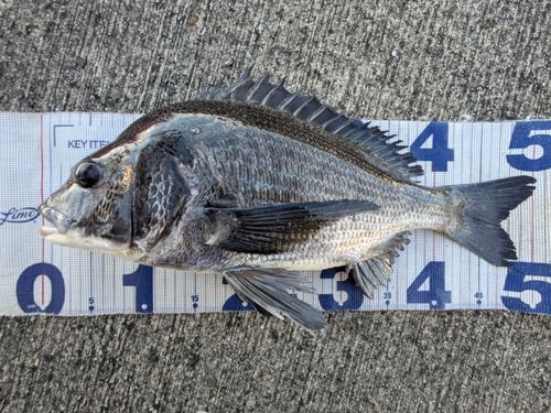 チヌの釣果