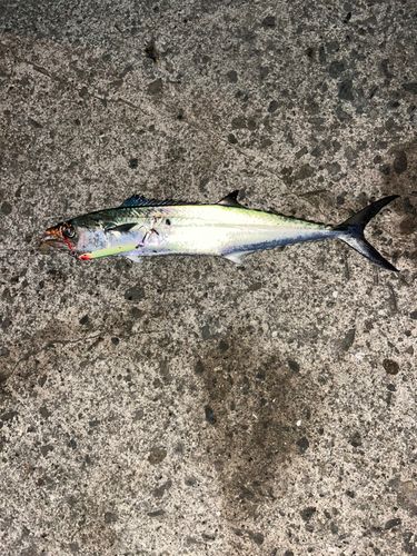 サゴシの釣果