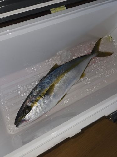 ヒラマサの釣果