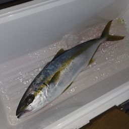 ヒラマサ