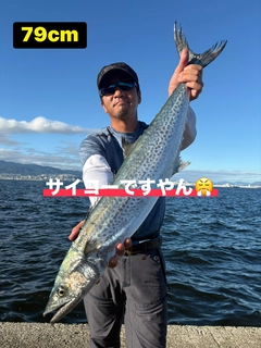 サワラの釣果