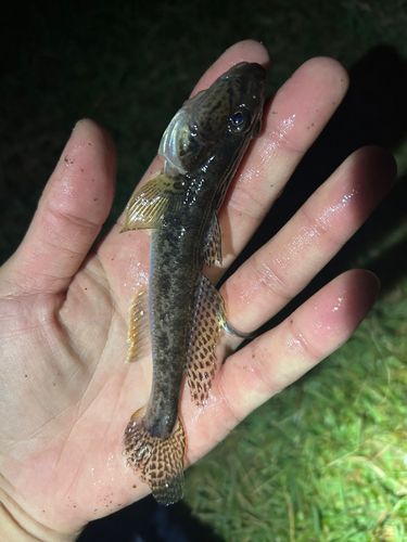 ハゼの釣果