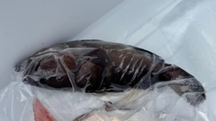 マハタの釣果