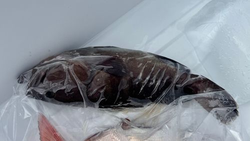 マハタの釣果