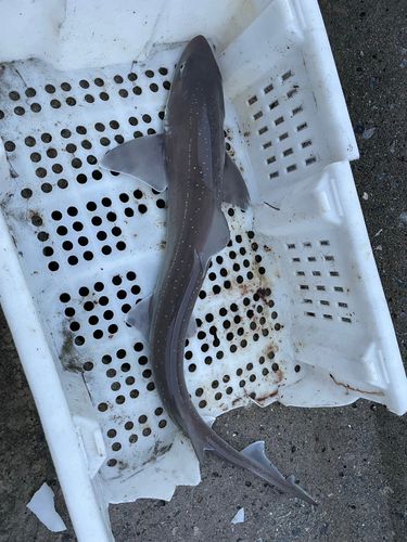 サメの釣果