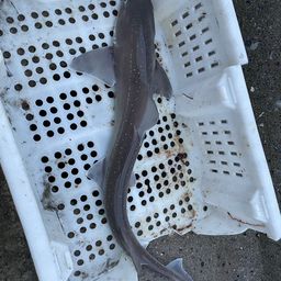 サメ