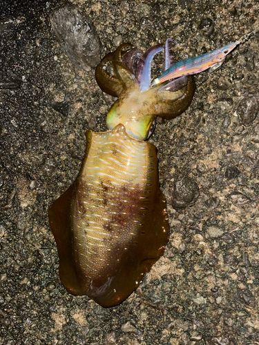 アオリイカの釣果