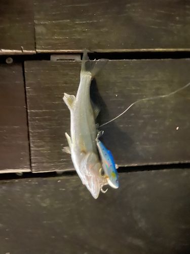 セイゴ（マルスズキ）の釣果