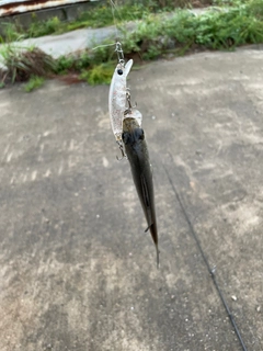 セイゴ（ヒラスズキ）の釣果