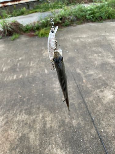 セイゴ（ヒラスズキ）の釣果