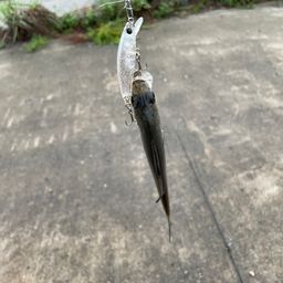セイゴ(ヒラスズキ)