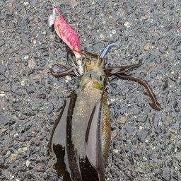 アオリイカ