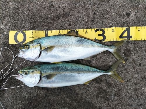イナダの釣果