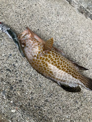 ヒラスズキの釣果