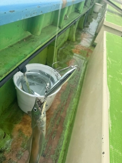タチウオの釣果