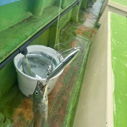 タチウオ
