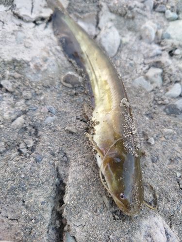ナマズの釣果