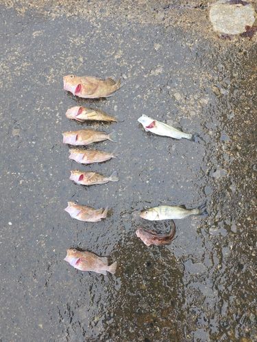 常滑りんくう釣り護岸