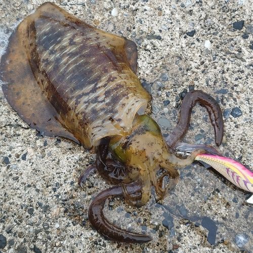 アオリイカの釣果