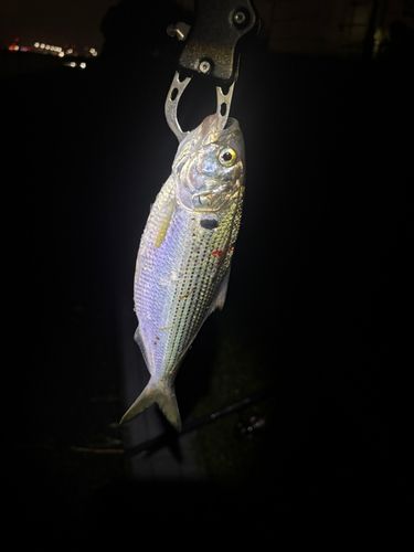 コノシロの釣果