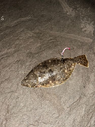 ソゲの釣果